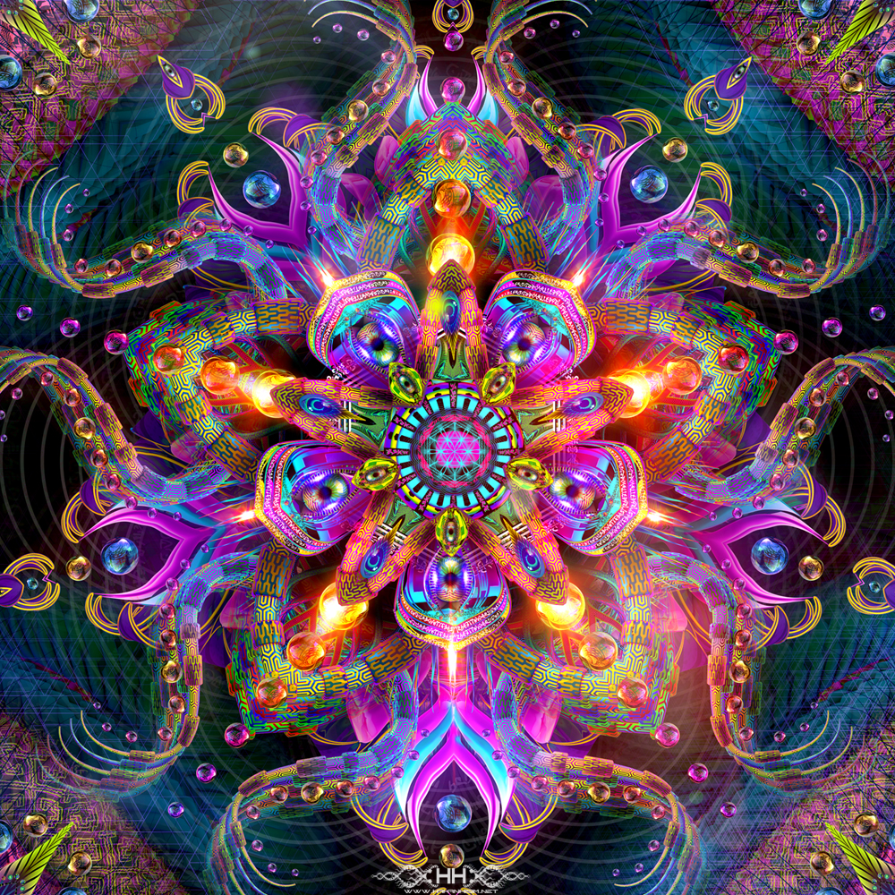 Asteroidea Venusia detail 12